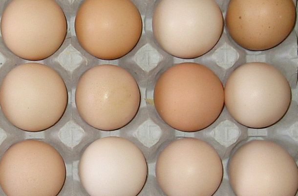 Los huevos uniformes son puestos por gallinas uniformes