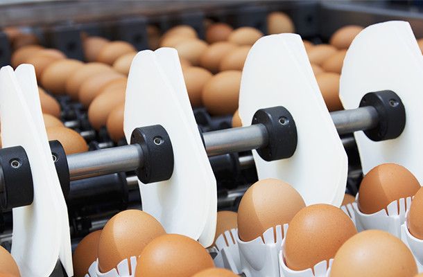 O real valor da incubação de ovos com a ponta fina virada para baixo