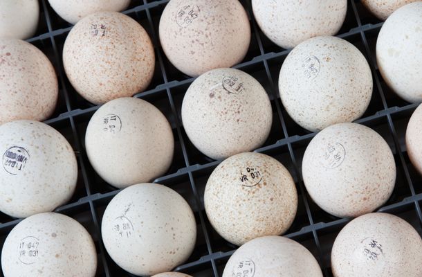 Outstanding results for Willmar/AG Forte with Phoenix incubation from NatureForm