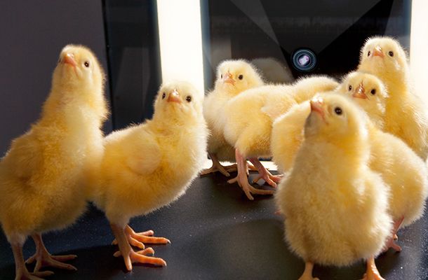 孵化场在无抗生素（ABF）生产中的作用