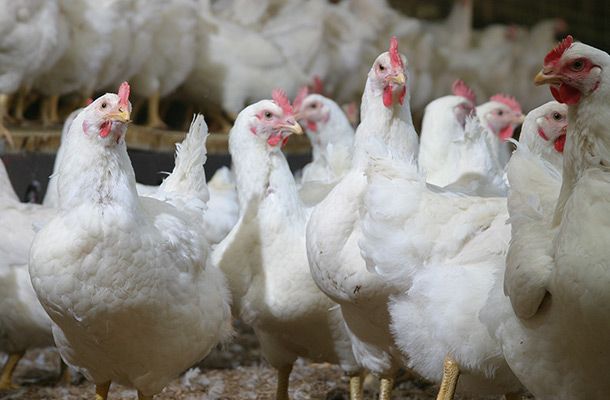 Los nidos de colocación automática requieren una buena gestión