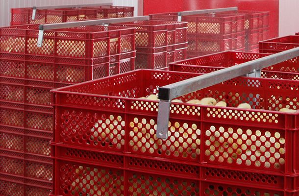 Llegando al fondo de la mortalidad de la primera semana relacionada con el sexo