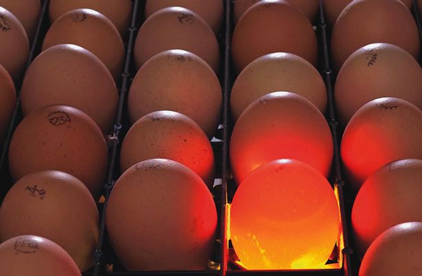 To candle or not to candle, that’s the question...