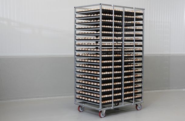 Determining the correct temperature for transporting 18-day incubated eggs