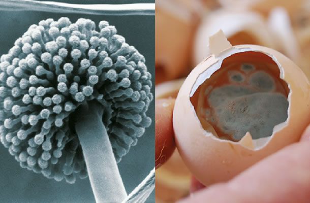 Mantener el criadero libre de Aspergillus