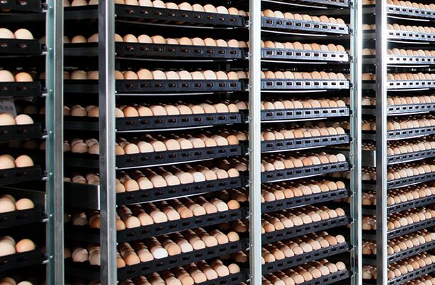 How can hatcheries lessen the impact of Covid-19?