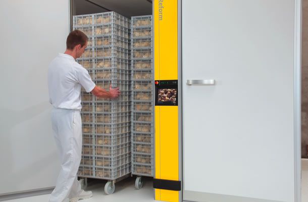 Optimum timing for pulling day old chicks