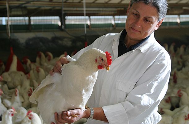 Reconciliación de la edad materna (camada) y la calidad de los pollos