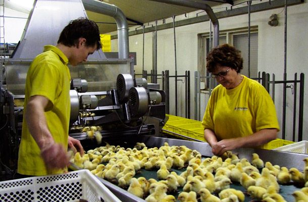 Smart growth for Dutch Schotman Hatcheries