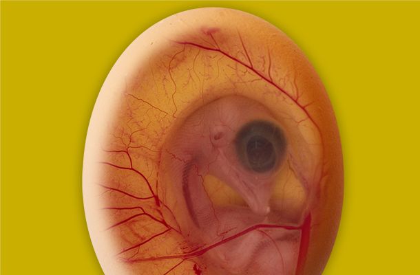 A importância dos primeiros dez dias de incubação