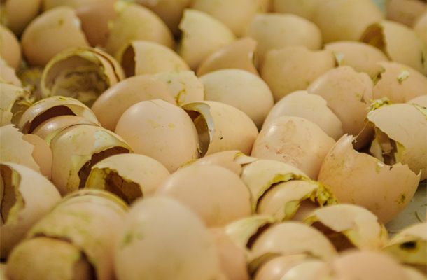 Waste or by-product? Replacing cost with value through effective hatchery waste management