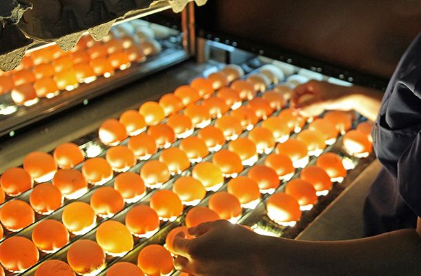 Mortalidade embrionária precoce